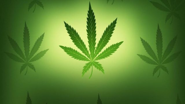 El 4 /20, Día Mundial de la Marihuana